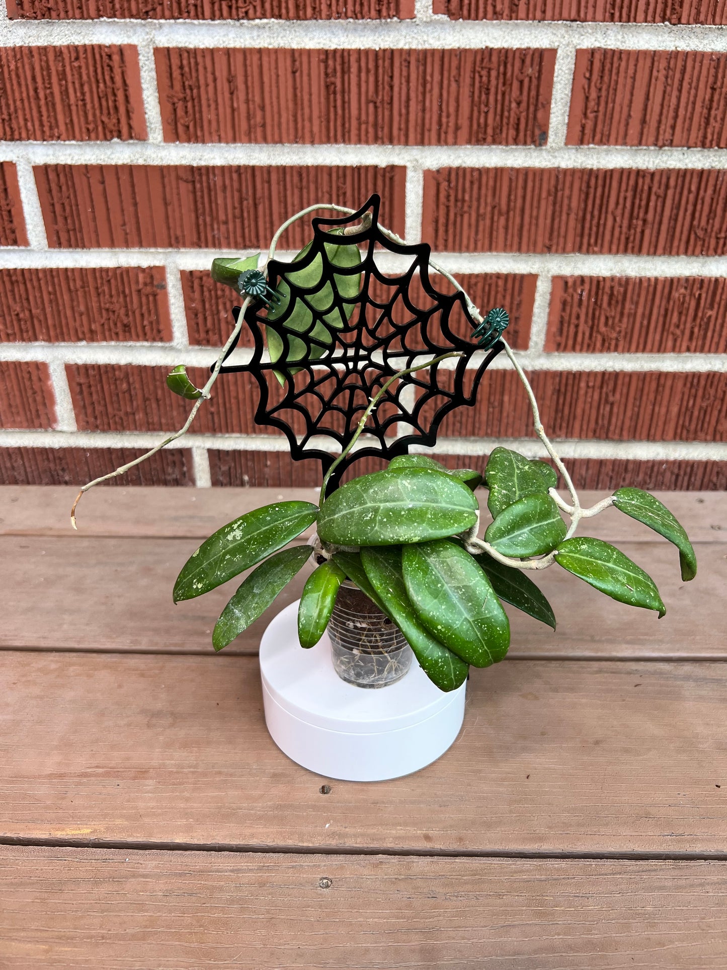Spider Web Plant Trellis